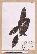 Litsea akoensis Hayata 屏東木薑子