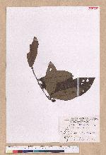 Litsea akoensis Hayata 屏東木薑子