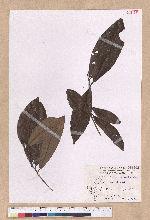 Litsea akoensis Hayata 屏東木薑子