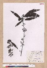 Litsea cubeba (Lour.) Persoon 山胡椒
