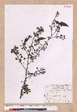 Litsea cubeba (Lour.) Persoon 山胡椒