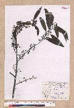 Litsea cubeba (Lour.) Persoon 山胡椒
