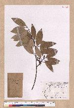 Litsea coreana H. Levl. 鹿皮斑木薑子
