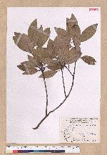 Litsea coreana H. Levl. 鹿皮斑木薑子