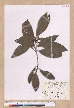 Litsea akoensis Hayata 屏東木薑子