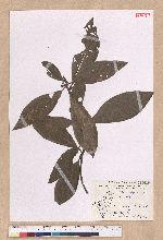 Litsea akoensis Hayata 屏東木薑子
