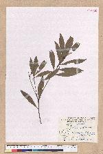 Litsea hypophaea Hayata 小梗木薑子(黃肉樹)