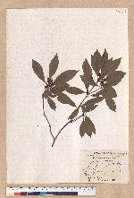 Litsea hypophaea Hayata 小梗木薑子(黃肉樹)