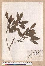 Litsea hypophaea Hayata 小梗木薑子(黃肉樹)