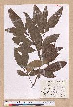 Litsea akoensis Hayata 屏東木薑子