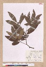 Litsea akoensis Hayata 屏東木薑子