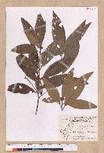 Litsea akoensis Hayata 屏東木薑子