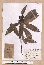 Litsea acuminata (Blume) Kurata 長葉木薑子