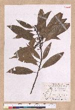 Litsea acutivena Hayata 銳脈木薑子
