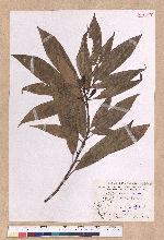 Litsea acutivena Hayata 銳脈木薑子
