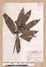Litsea acutivena Hayata 銳脈木薑子