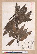 Litsea acuminata (Blume) Kurata 長葉木薑子