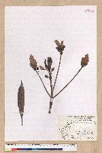 Machilus japonica Siebold et Zucc. var. kusanoi (Hayata) Liao 大葉楠