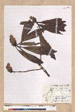 Machilus japonica Siebold et Zucc. var. kusanoi (Hayata) Liao 大葉楠
