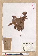 Neolitsea acuminatissima (Hayata) Kanehira et Sasaki 高山新木薑子