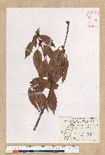 Neolitsea acuminatissima (Hayata) Kanehira et Sasaki 高山新木薑子