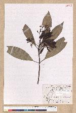 Machilus japonica Siebold et Zucc. var. kusanoi (Hayata) Liao 大葉楠