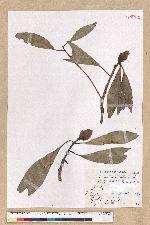 Machilus japonica Siebold et Zucc. var. kusanoi (Hayata) Liao 大葉楠
