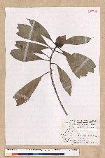 Machilus japonica Siebold et Zucc. var. kusanoi (Hayata) Liao 大葉楠