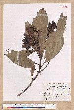 Machilus japonica Siebold et Zucc. var. kusanoi (Hayata) Liao 大葉楠