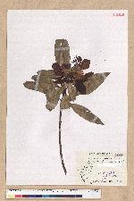 Machilus japonica Siebold et Zucc. var. kusanoi (Hayata) Liao 大葉楠