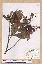 Machilus japonica Siebold et Zucc. var. kusanoi (Hayata) Liao 大葉楠