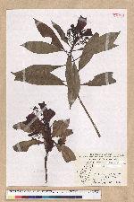 Machilus japonica Siebold et Zucc. var. kusanoi (Hayata) Liao 大葉楠
