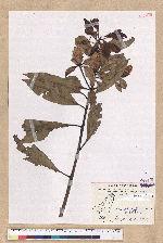 Machilus japonica Siebold et Zucc. var. kusanoi (Hayata) Liao 大葉楠