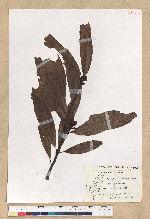 Machilus zuihoensis Hayata 香楠