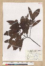 Machilus zuihoensis Hayata 香楠