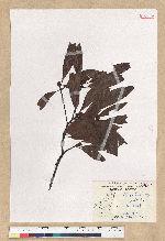 Machilus zuihoensis Hayata 香楠