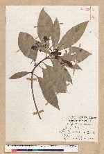 Machilus japonica Siebold et Zucc. var. kusanoi (Hayata) Liao 大葉楠