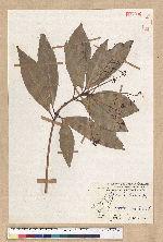 Machilus japonica Siebold et Zucc. var. kusanoi (Hayata) Liao 大葉楠