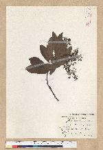 Machilus zuihoensis Hayata 香楠