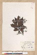 Machilus zuihoensis Hayata 香楠
