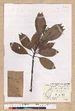 Machilus thunbergii Siebold & Zucc. 紅楠(豬腳楠)