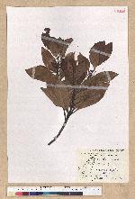 Machilus thunbergii Siebold & Zucc. 紅楠(豬腳楠)