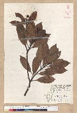 Machilus thunbergii Siebold & Zucc. 紅楠(豬腳楠)