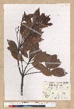 Machilus thunbergii Siebold & Zucc. 紅楠(豬腳楠)
