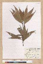 Machilus thunbergii Siebold & Zucc. 紅楠(豬腳楠)