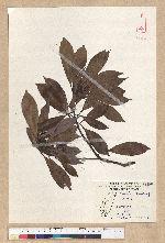 Machilus thunbergii Siebold & Zucc. 紅楠(豬腳楠)
