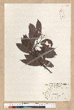 Machilus thunbergii Siebold & Zucc. 紅楠(豬腳楠)