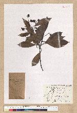 Machilus thunbergii Siebold & Zucc. 紅楠(豬腳楠)