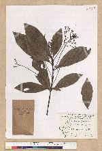 Phoebe formosana (Hayata) Hayata 臺灣雅楠