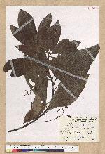 Phoebe formosana (Hayata) Hayata 臺灣雅楠